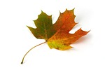 maple