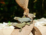 iguanas