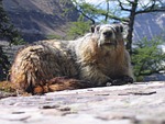 marmot, groundhog, rodent