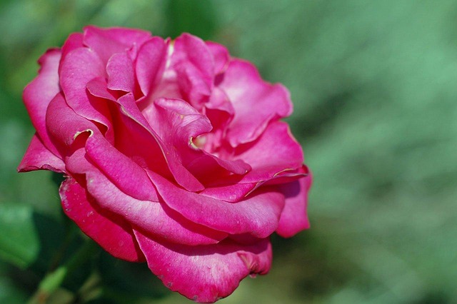 Rosa Solteiro Jardim - Foto gratuita no Pixabay - Pixabay
