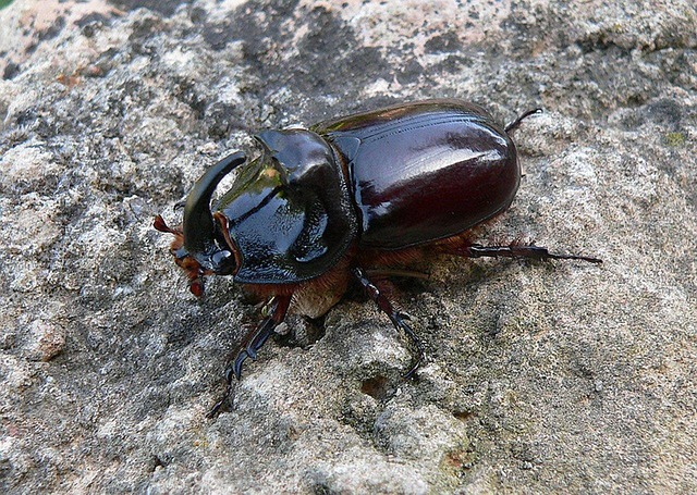 Free Copris Hispanus Scarabaeidae photo and picture