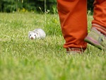 ferret, baby, polecat