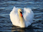 swan, bird, animal