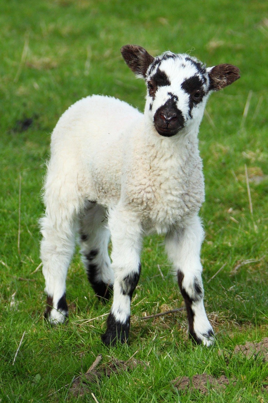 Animal Baby Cute - Free photo on Pixabay - Pixabay