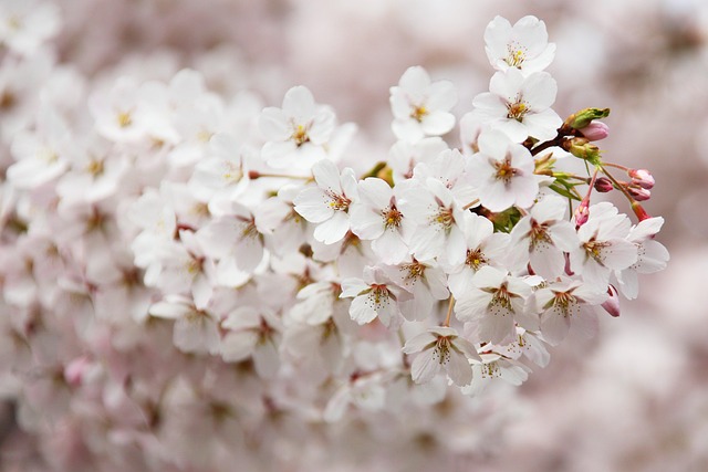 bloom