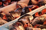 animal, catch, cold