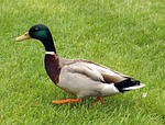 duck