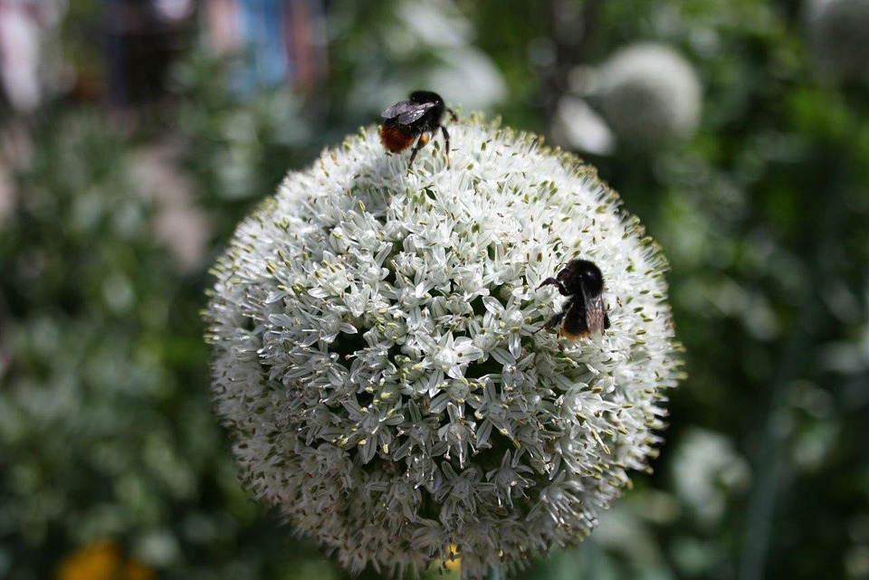 Bee Onion Flower · Free photo on Pixabay