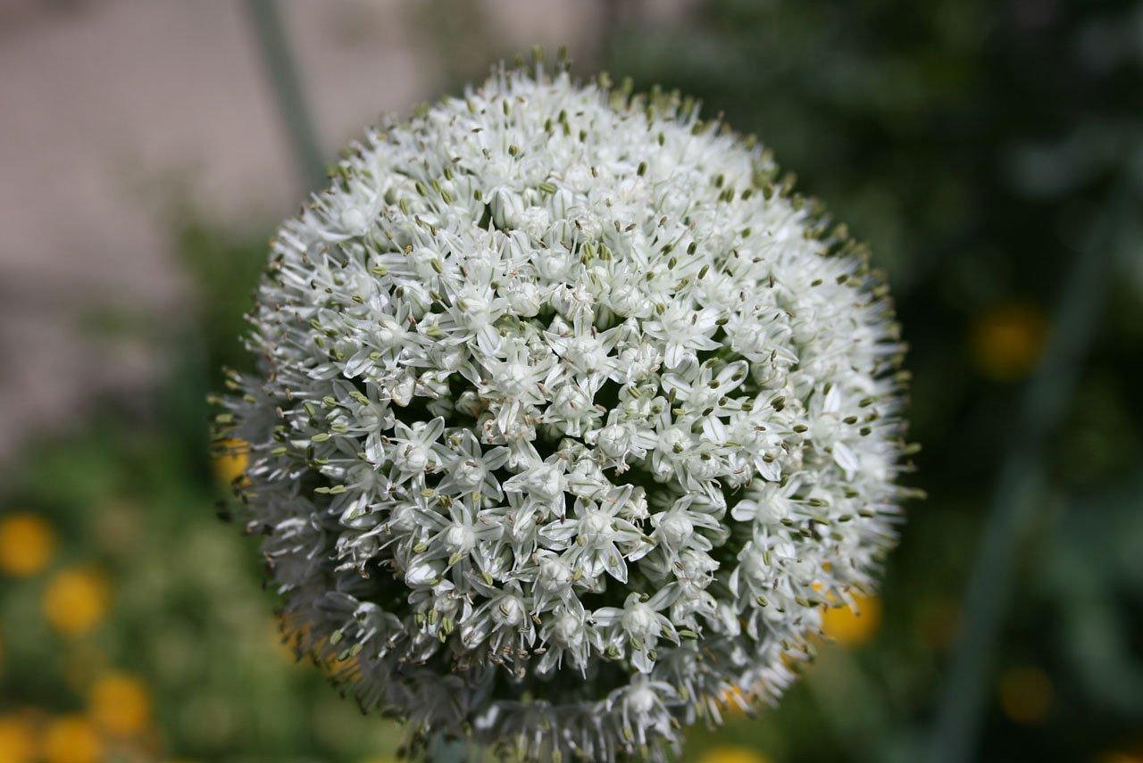 Onion Flower Plant Free photo on Pixabay Pixabay