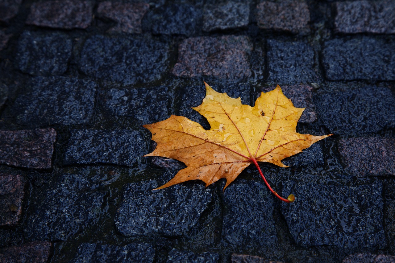 Autumn - free online jigsaw puzzle photo