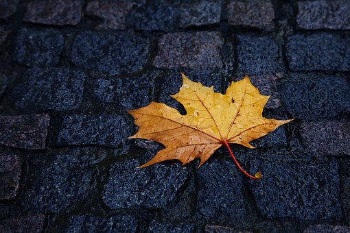 Autumn, Beauty, Close-Up, Color, Drop