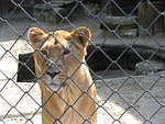 lioness, lion, caught