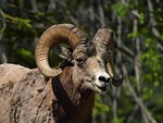 capricorn