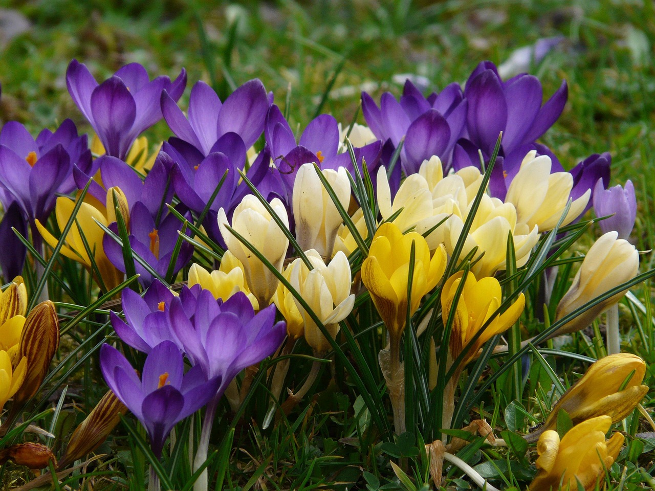 Serene Crocus Sativus Seeds Artwork Digital Art Serene Crocus Sativus Seeds Artwork Digital Art