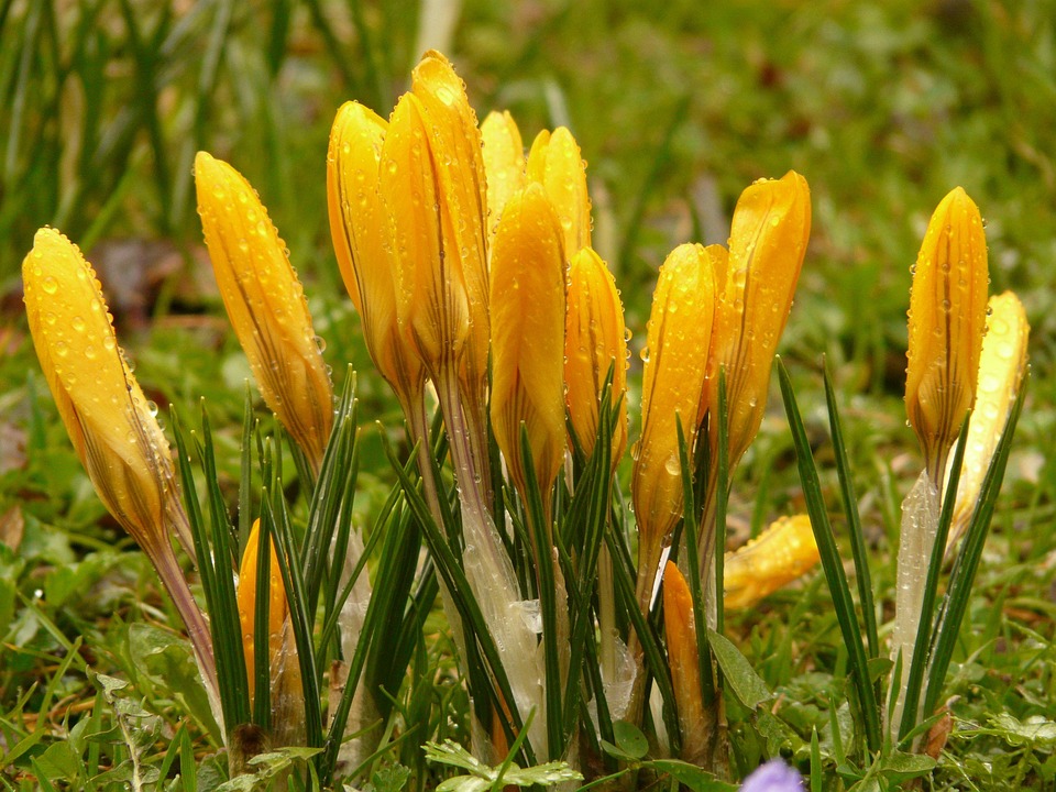 Crocus Plant Garden Close · Free photo on Pixabay