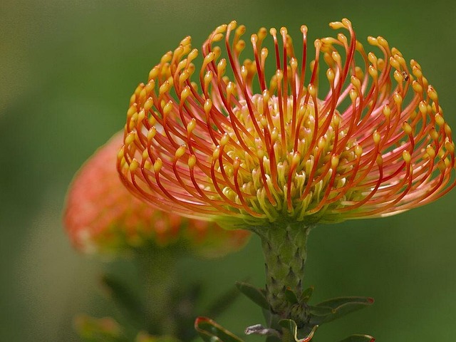 Free Flower Nature photo and picture