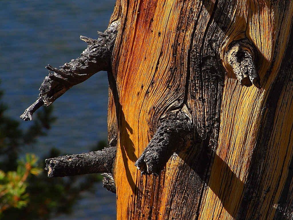 Pine Old Dried Out Free photo on Pixabay Pixabay