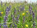 pointed flower, ajuga günsel, ajuga reptans