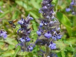 pointed flower, ajuga günsel, ajuga reptans