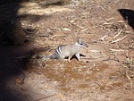 numbat, ants beutler, rodent