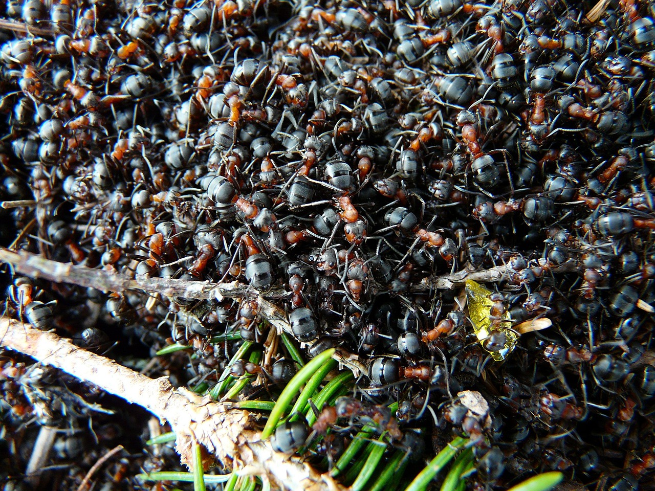 Ants - free online jigsaw puzzle photo