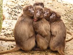 baboons, monkey, mammal
