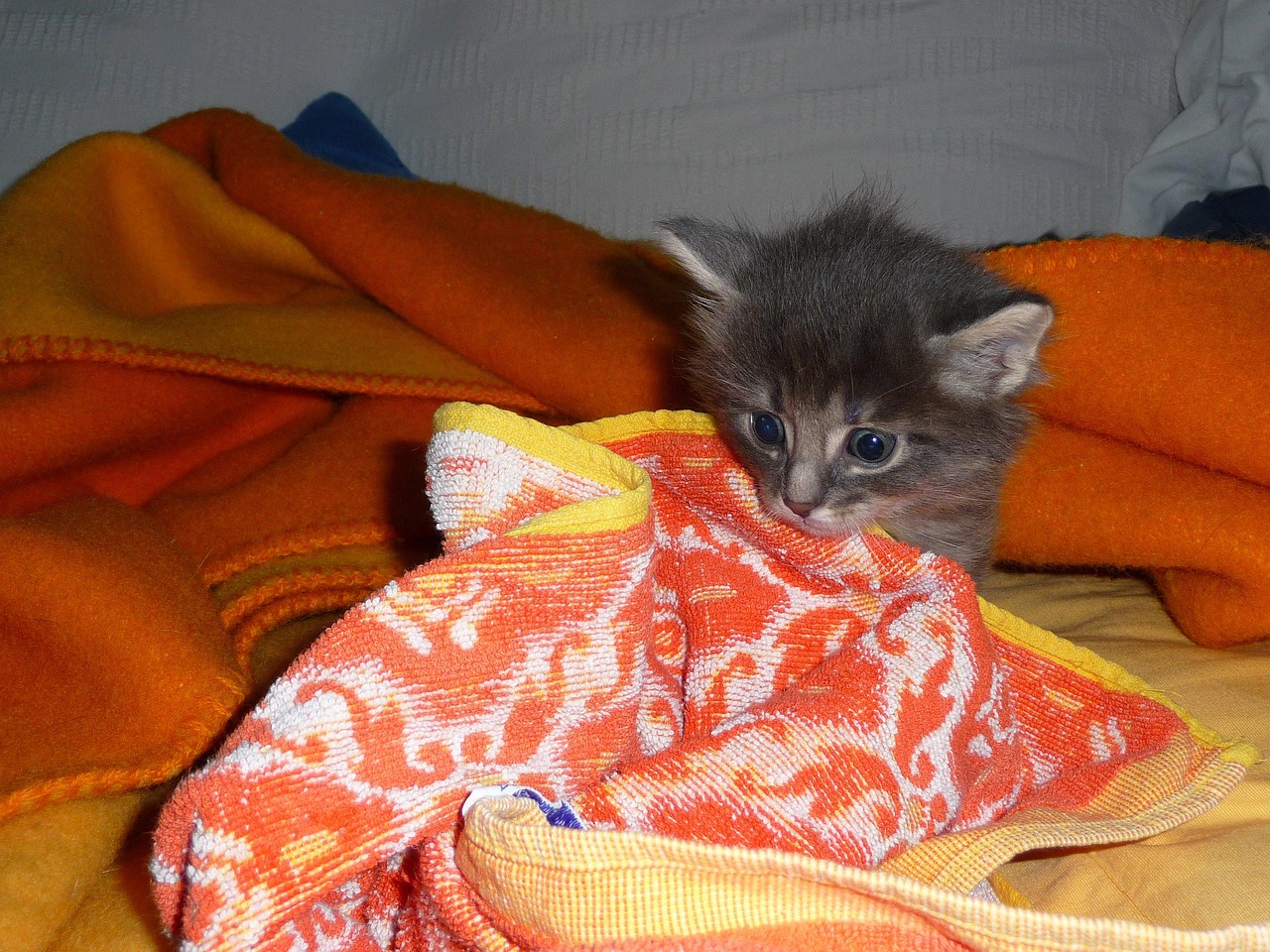 Kitten Cat Child Free photo on Pixabay Pixabay