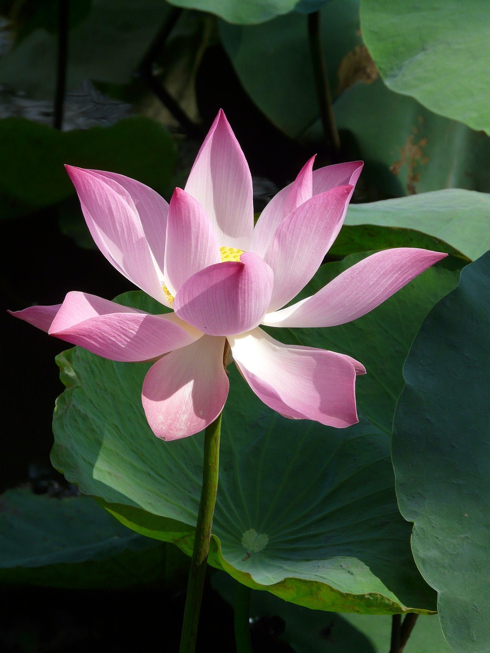 Lotus Blossom · Free photo on Pixabay