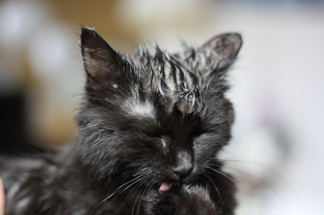 Humid Cat 20,000+ Free Wet Cat & Pet Photos - Pixabay