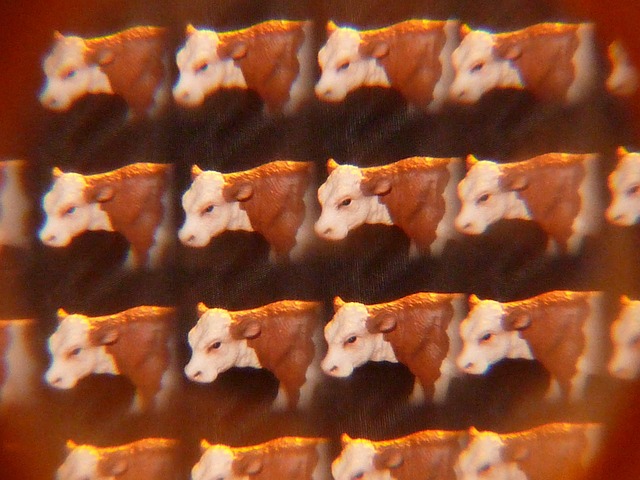 cow, cows, kaleidoscope, art