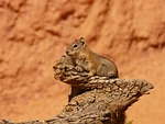 golden mantled ground squirrel, spermophilus lateralis, croissant