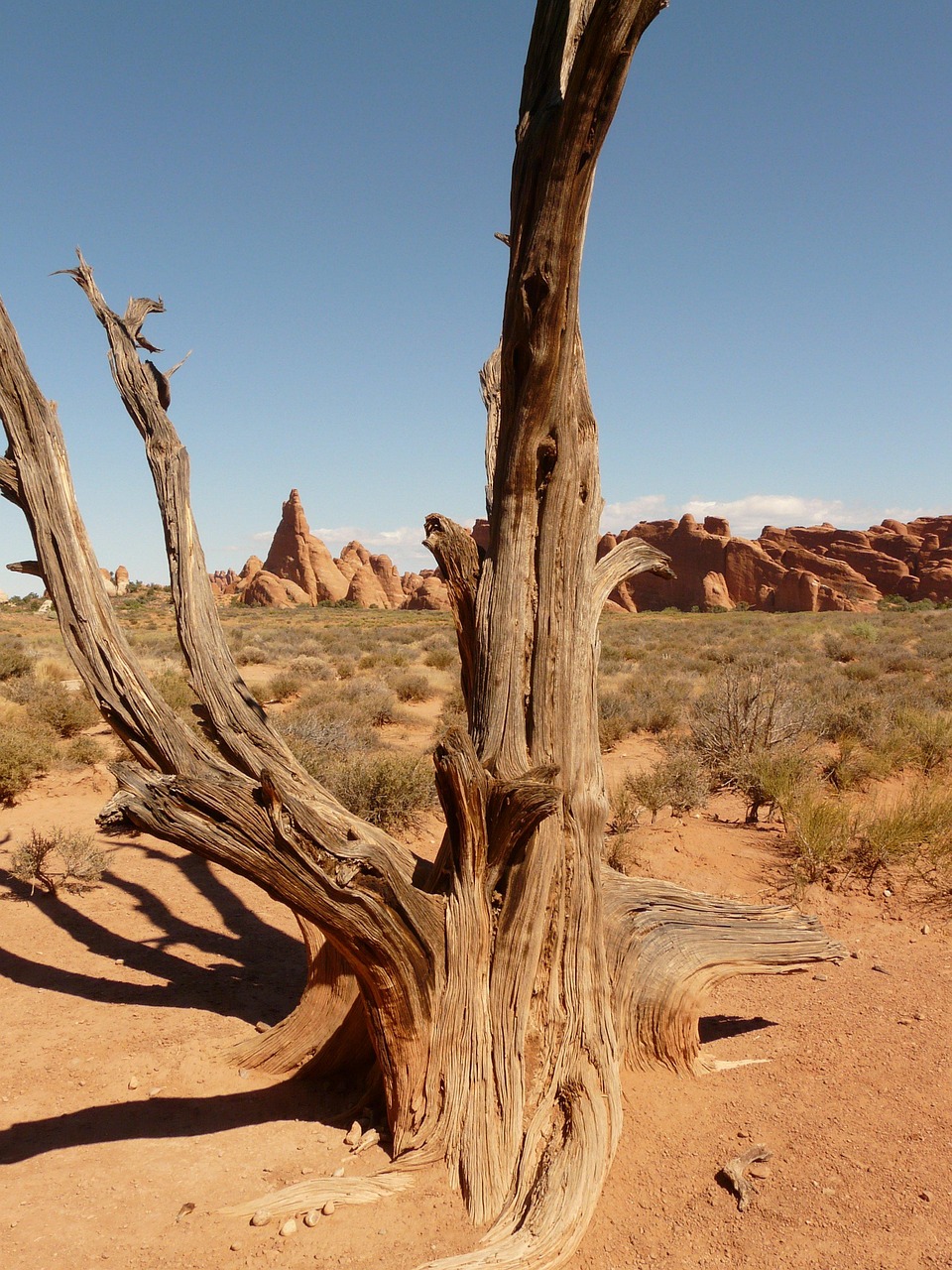 tree-4610_1280.jpg