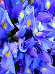 iris