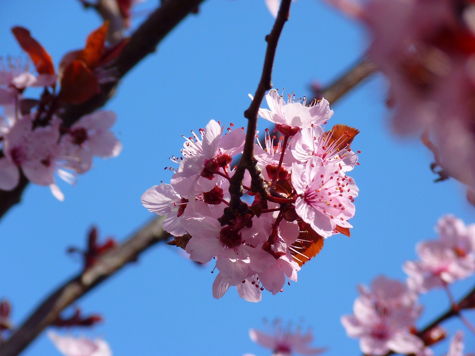 Almond Blossom Cherry · Free photo on Pixabay