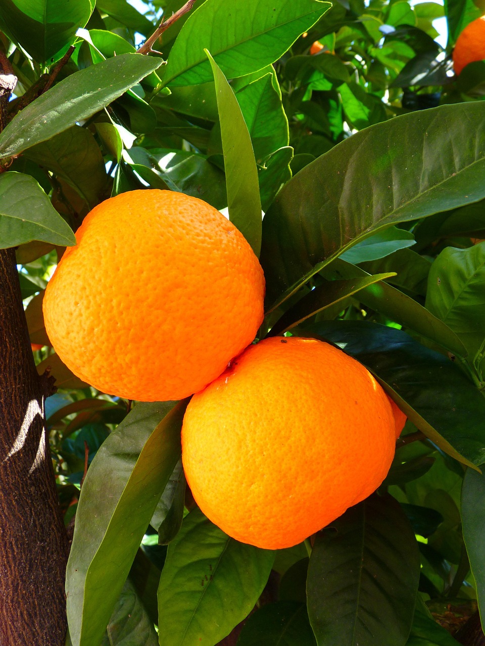 Oranges Tree Leaves Free photo on Pixabay