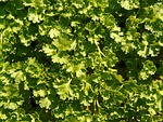 parsley, kitchen herb, green soup