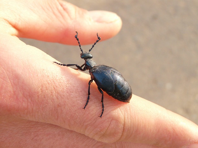 Free Black-Blue Oil Beetle Oil Beetle photo and picture