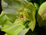 prevalence rose, blossom, bloom
