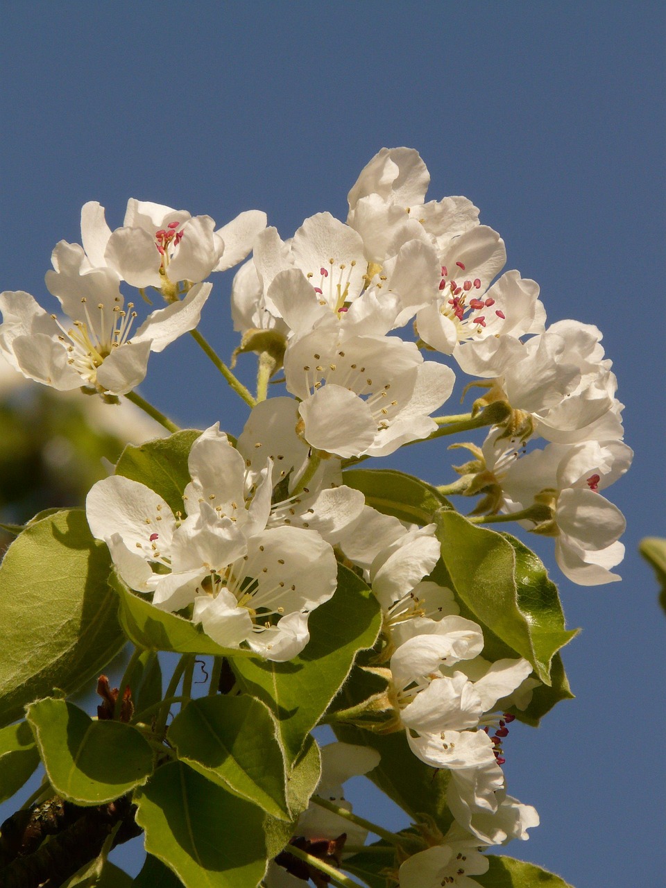 Apple Blossom Tree · Free photo on Pixabay
