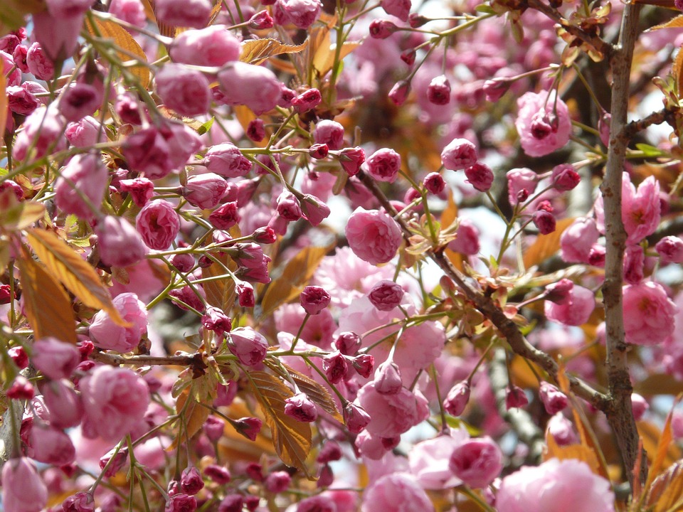 Japanese Cherry Trees, Japanese Flowering Cherry