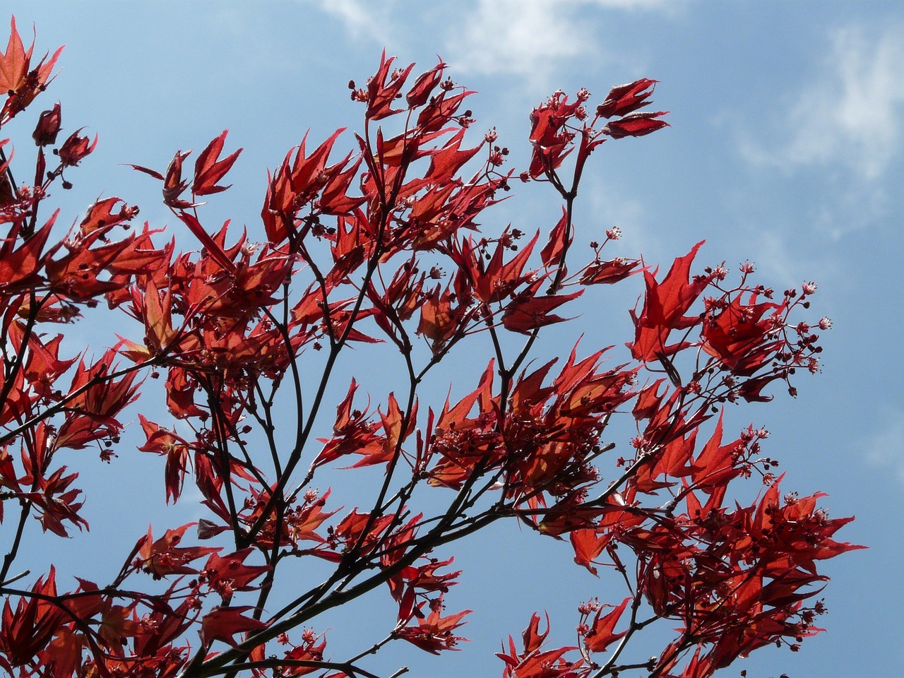 Red Japanese Maple Ornamental - Free photo on Pixabay - Pixabay