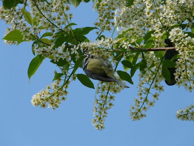 Free Common Bird Cherry Bird Cherry photo and picture