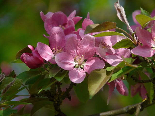 Peach Blossom Images · Pixabay · Download Free Pictures