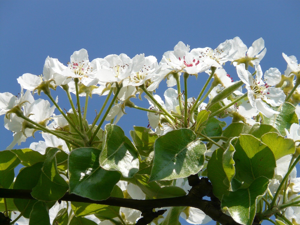 梨树开花 梨树 开花 - Pixabay上的免费照片 - Pixabay