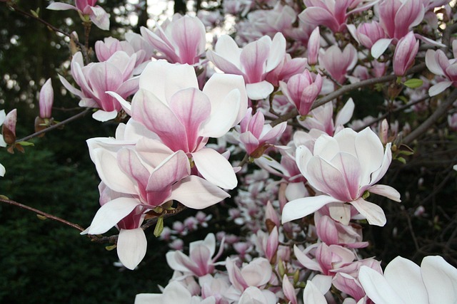 Spring Blossoms - Free photo on Pixabay - Pixabay