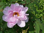 blossom, bloom, shrubby peony