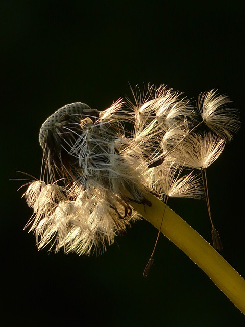 Mælkebøtte, Smukke Blomster, Frø