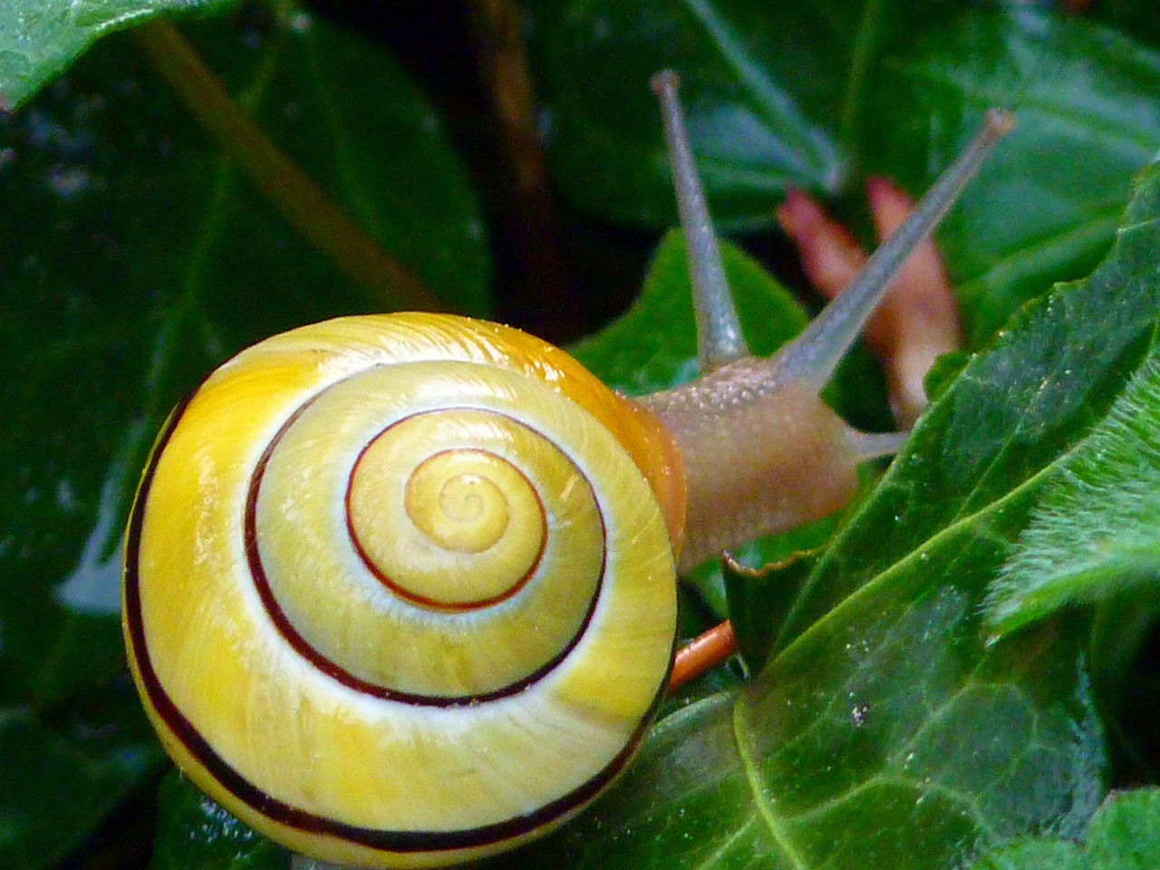 Snail Copse Shell · Free photo on Pixabay