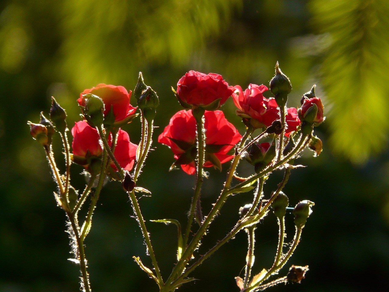 Pétales De Roses Rouges Rose Pétales De Fleur - Photo gratuite sur Pixabay - Pixabay