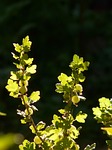 gooseberry, bush, fruit